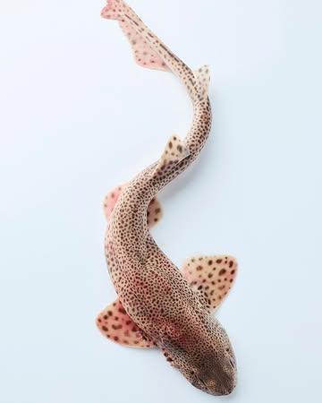 Vis in de kijker, Hondshaai

Fish in the spotlight, Lesser-spotted dogfish

#filipclaeys #northseachefs #gastronomy #eigenvisserseerst #etenwatdevisservangt @goestinginflanders @visitbruges