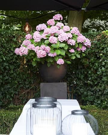 Kom genieten op ons terras, wordt het te heet, dan kunt u ook binnen genieten met acclimatisatie. 
Wees welkom, zet u en geniet!
050/360767, online via www.dejonkman.be

 #filipclaeys #northseachefs #brugge #gastronomy #sanpellegrino_be #zomer