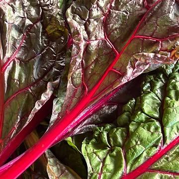 Vergeten groente, Warmoesblad met zijn felgekleurde nerven.
Vers van het land tot bij ons in de keuken, bio boerderij t 'Ambrozijn!
Te vinden in ons nieuw menu.
 Reserveer online via onze website of 050/360767 

 #filipclaeys #northseachefs #brugge #gastronomy #localfood #summervibes☀️