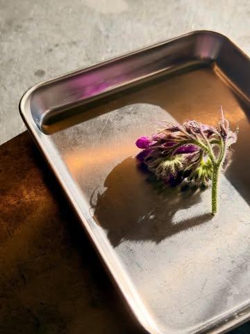 MENU D’AVRIL 

Le printemps
-
ses légumes 
ses fleurs

#mauvaischoix #spring #bruxelles