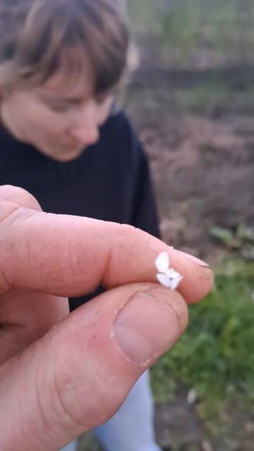Een blomme voor ons blomme. Smaaktest: Lepelblad-bloem!