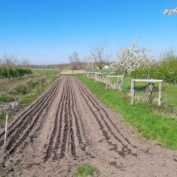 Hoeveel agro-ecologisch elementen gevat in een foto?
- Hagen en fruitbomen in agroforestry, met als het aan ons ligt, eeuwig onbewerkte stroken in het landschap;
- Bloeiende fruitbomen, een bron van gewasdiversiteit en risicospreiding;
- Vaste rij-paden voor minimale bodemdruk
- Zuinig met watergift, enkel waar nodig in het cruciale groeistadium;
- Eigen zaadteelt, voor sterke planten die op onze bodem geënt zijn;
- Aanbrengen van rijke stalmest, waaronder we begrijpen mest van meerdere dieren + gecomposteerd houtig materiaal en stro;
Systeemdenken ✓ vs. het gebruikelijke kortetermijndenken.