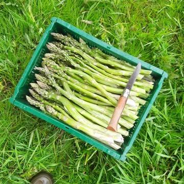Ze zyn niet rechte, nins. Een moeilijke jeugd, maakt kromme zieltjes met gouden hartjes. Zo gaat het bij mensen én groenten. Onzen boer is gene fan van asperges, hij kweekt ze alleen voort geld, dus kom ze maar kopen!
