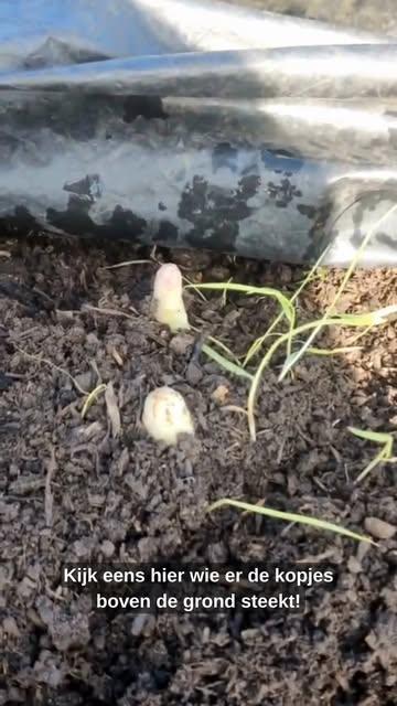 ASPERGE-ALERT! 

Ze zijn errrrr!! De allereerste asperges van het seizoen!
Maar… kleine disclaimer: ze zijn nog schaars 👀 (ja, echt zo weinig als in het filmpje 😅)

Wie eerst komt, eerst schept!

Je scoort ze in onze winkel én op de markt in Tour & Taxis (T&T
Kom proeven van het voorjaar… voor ze weer verdwenen zijn 

#asperges #aspergeseizoen #lentegevoel #korteketen #samenopdreef #versvanhetveld