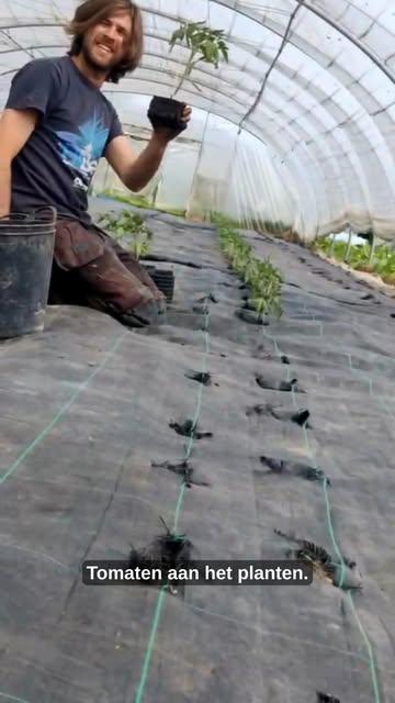 Het is zover… de eerste tomaten zitten in de grond! 

Deze week zijn we gestart met het planten van onze tomaten 
Nu is het aftellen tot ze groot, rood en superlekker zijn 

#tomaten #lente #boerderijleven #korteketen #samenopdreef #groeienmaar