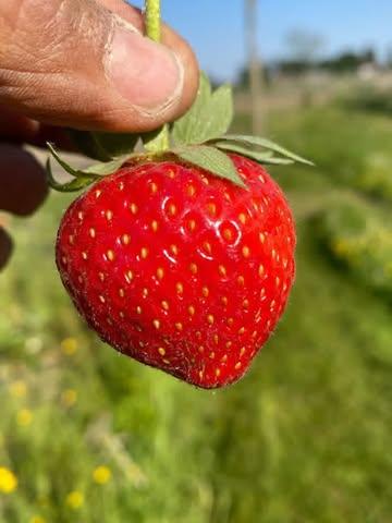 🌱 SEMAINE DU CIRCUIT COURT 🌱
Plus frais que ça, impossible 💚
Tous nos fruits et légumes viennent directement de nos 5 agriculteurs bio de la région, réunis dans la coopérative Samen op Dreef 🚜🌾
🌿 Sans pesticides
🥕 Ultra frais
🍓 Directement du champ à notre magasin à la ferme
Passez nous voir demain entre 9h et 13h 👩‍🌾
Au programme :
🍓 fraises
🌱 asperges
🫛 pois gourmands & petits pois
🥦 brocolis & choux-fleurs
🥔 pommes de terre nouvelles
🥬 salades & épinards
🌿 artichauts
🥕 jeunes carottes
🌾 quinoa
🍎 pommes
🍹 jus de fruits
🌸 rhubarbe
… et bien plus encore !
#semaineducircuitcourt #circuitcourt #bio #agriculturebio #local mangerlocal ferme produitslocaux saisons frais sanspesticides