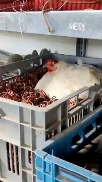 Kleine update van op de boerderij… / Petite mise à jour de la ferme…

Poksa de kip zit hier nu al bijna twee weken in haar bak met tomatenclips 
Poksa la poule est ici depuis déjà presque deux semaines dans sa caisse de clips pour tomates