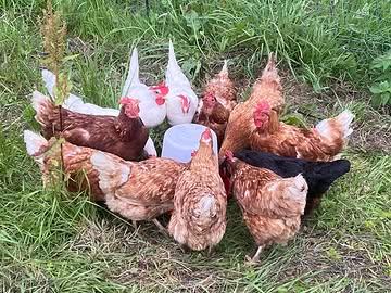 Ze zijn er weer! / Ils sont de retour ! 

Een nieuwe generatie biologische vleeskippen is klaar. De komende drie weken kan je ze kopen in onze hoevewinkel en op Tour & Taxis.

Une nouvelle génération de poulets biologiques est prête. Pendant les trois prochaines semaines, vous pourrez les acheter à notre magasin à la ferme et à Tour & Taxis.

📍 Hoevewinkel / Magasin à la ferme
6, 13 & 20 juni / juin – 9u00-13u00

📍 Tour & Taxis
4, 11 & 18 juni / juin – 16u00-19u30

⚠️ Bestellen enkel via het formulier / Commande uniquement via le formulaire :

🇳🇱 https://docs.google.com/forms/d/1XKshKso5-UuVxaLdW6-bYfw-Cy8k3dgT_apSX2QBTR0/edit

🇫🇷 https://docs.google.com/forms/d/1xGlGkSpoR7V3S36818b_ydCp6LQ7aJR-X2nPam4P5ls/edit