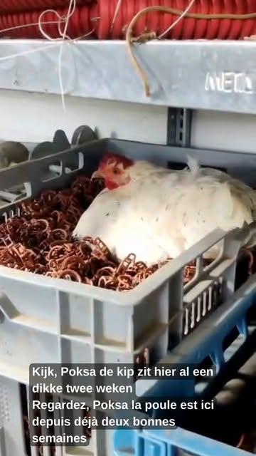Kleine update van op de boerderij… / Petite mise à jour de la ferme… 

Poksa de kip zit hier nu al bijna twee weken in haar bak met tomatenclips 
Poksa la poule est ici depuis déjà presque deux semaines dans sa caisse de clips pour tomates