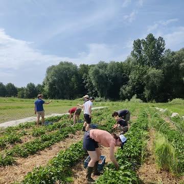 Hulp op het veld / Un coup de main aux champs

Vorige week kwamen de medewerkers van Accenture een dagje meewerken op de boerderij tijdens hun week van de duurzaamheid. Een bedrijf dat zich inzet voor de SDG’s, en dat engagement ook effectief in de praktijk brengt 

La semaine dernière, les collaborateurs d’Accenture sont venus nous aider à la ferme lors de leur semaine de la durabilité. Une entreprise engagée dans les SDG, qui met aussi cet engagement en pratique 

Net op tijd voor ons, want er moest stevig gewied worden / Et ils sont arrivés juste à temps : il y avait beaucoup de désherbage à faire 

Merci voor alle hulp / Merci pour votre aide