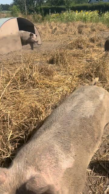 Vandaag bezochten we de boerderij van Jasmien.
Omdat we enkel het beste vlees willen serveren in onze zaak kiezen we er dan ook voor om met lokale boeren te werken zoals Jasmien.
Lokaal en met het hart op de juiste plaats. #bistrotverschil #guidemichelin #gaultetmillau #farmtotable #lokaal #biokeuken #restaurant
