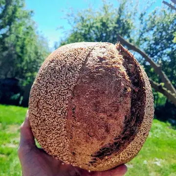 Aarde en hemel verbonden in een brood: het honingdesembrood.

Granen, de basis van het brood, groeien uit de aarde en worden aangetrokken door de zon. Dit spanningsveld tussen aarde en zon wordt in de micro-ruimte van het bakatelier nagebootst door honing en zout op elkaar te laten inwerken. Zout, als meest compacte, aardse voedingsmiddel, wordt samengebracht met honing, levensmiddel waarin de kracht van licht en warmte van de zon heerst. De desem die ontstaat in dit spanningsveld, leerde ik kennen dankzij Johannes Weyens. In zijn workshop (https://www.devijfkant.com/workshop-honingdesem) wordt het begrip ‘broodbakken’ verruimd. Hij reikt aan dat het niet louter een materieel proces is, ook een geestelijk. Dit gebeurt in een kleine groep, met veel ruimte voor ontmoeting en verbinding.

Onmisbaar brood dus in het assortiment van Burenbrood. 

Binnenkort ook via de website te bestellen!

#honingdesembrood
#desembrood 
#zottegem 
#biologisch
#korteketen