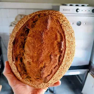Tijd om een nieuw broodje te introduceren: eenkoren-tarwe. Eenkoren is een oergraan dat reeds in 7600 v. Chr. In Mesopotamië verbouwd werd en zich kenmerkt door het feit dat er slechts één graantje per aar groeit. Het is een puur graan, niet-gehybridiseerd met als doel meerdere graantjes per aar te laten groeien met een grotere opbrengt tot gevolg. Het eiwitgehalte van het eenkorenmeel is hoog, het glutenpercentage laag en de smaak wat nootachtig.

Nog een tof weetje hierbij: in de ijsmummie Ötzi werden resten van eenkoren teruggevonden. Dopen we dit brood het ‘Ötzi-brood’ 🙂?

En nog wat Ötzi-nieuws om het weekend in te gaan: https://www.demorgen.be/tech-wetenschap/oeroude-gist-uit-het-lichaam-van-ijsmummie-otzi-maakt-5-300-jaar-later-zuurdesembrood~b11bfa91/?referrer=https%3A%2F%2Fwww.google.com%2F

#desembrood 
#microbakery 
#zottegem 
#ötzi