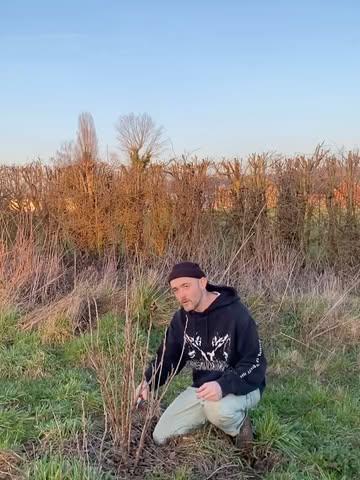 ODE TO CASSIS OR BLACKCURRANT 

Blackcurrant (Ribes nigrum) was our very first planting in our food forest in the making back in 2021. 🙌🏻
While it provides a huge mass of berries in summer and its young leaves can also be used in spring, it can even be put to use in winter.
We pruned our bushes this week, and there’s all sorts of things you can do with the prunings.

* The leaf buds that are now bursting open are not only wonderfully aromatic but also full of life energy, and in herbal medicine they are used as a powerful natural anti-inflammatory. We make a tincture from them that not only tastes great but is also healing. Double win.

* The branches themselves are also packed with flavor. Infused in oil, we can add them to sauces or to our mayo the best combo with fries! We gave our branches to @elders.gent 

* The rest of the branches go back into the ground as cuttings to provide us with new plants. Blackcurrant is probably one of the easiest plants to propagate from cuttings.

Is it clear yet that we’re fans of this plant? 😌

There are currently two drinks on the menu with blackcurrant ingredients: 
The CASSIS CLUB and the (M)ATTY. Drop by from—at 4 pm today in @jiggers_coolersandcocktails , and you can taste for yourself what the fuss is about.

#fromfarmtoglass #jiggersgent #newventures #permaculture #growfoodnotgrass