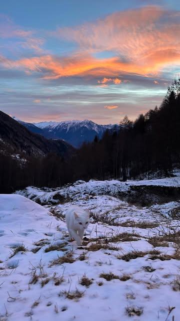 Do you keep failing at yoga? Keep bumping into stuff during hikes? Can’t tell the difference between a dog and a deer? Do you keep dying during foraging trips? Sick of huge crowds? No knowledge of hip trends like sourdough and kombucha? Are cocktails more about alcohol percentage than flavor to you?

Then STOP! Come claim the last beds available during our Jiggers x Rifugio Val di Togno retreat from 1 - 4 May. You will become a pro at all of these things. Or, you know, get the basics down. At the bare minimum, you’ll have a fantastic time.

Also, seeing what skilled actors we are, we’re just one Hollywood phone call away from switching careers. It’s highly likely to happen. So yeah, this might very well be your last chance to visit.

(More info via link in bio)