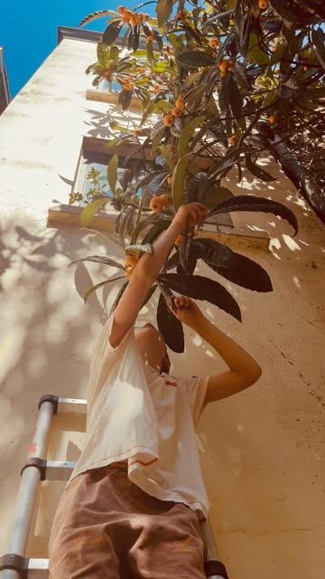 The abundance is real 🙌
The Loquat (Japanse mispel) on our back yard terrace has been rewarding us with delicious sweet apricot like fruits. 
Come and try it and enjoy the view and cool breezes in the shade of the trees.