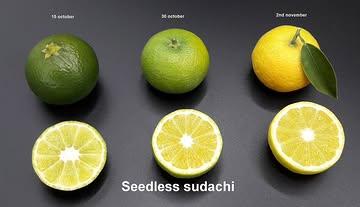 Sudachi de Verlaine – Le Double Visage d'un Maître 🍋🇯🇵

 Sudachi Seedless : Zéro pépin, 100% Puissance.

 Le Sudachi est l’âme de la cuisine nippone, mais sa préparation est souvent un frein. À Verlaine, nous cultivons une variété Seedless exclusive. Pour un chef, c’est le luxe ultime : un gain de temps précieux en mise en place et une pureté totale du jus. Pas de pépins à filtrer, juste l'essentiel.

 Une récolte en deux temps, deux émotions :

 1️⃣ Le Sudachi Vert (L'Acidité Électrique) : Récolté tôt pour sa tension vibrante. C’est l’ingrédient roi pour un Ponzu authentique ou pour percuter un poisson cru. Une acidité fine, complexe, qui ne sature pas le palais.

 2️⃣ Le Sudachi à Maturité (L’Introuvable) : Une exclusivité absolue en Europe. En le laissant mûrir sur l'arbre à Verlaine, il développe des notes de mandarine et de poivre blanc, tout en gardant sa base citronnée. Un produit de niche pour des desserts signature ou des jus de presse d'exception.

 L’ultra-fraîcheur de proximité : > Contrairement aux imports fatigués par le transport, nos Sudachis arrivent en cuisine avec des huiles essentielles intactes et une turgescence parfaite.

 Le Sudachi de Verlaine : La technique au service de la création.

 #AgrumesBrumenil #Sudachi #Seedless #Ponzu #ChefSelection #GaultMillau #HauteGastronomie #Verlaine #Agrumiculture30 #Monozukuri