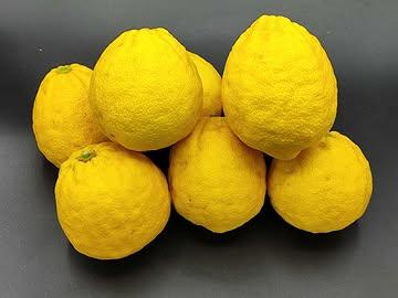 Ichang Lemon Shangyuan – La Souche Originelle 🦖🍋

 Le Dinosaure des Agrumes.

 Avant le Yuzu, avant le Sudachi, il y avait l’Ichang Lemon Shangyuan. Véritable vestige botanique, il est l'un des parents sauvages qui a donné naissance aux icônes de la cuisine nippone. À Verlaine , je cultive ce "fossile vivant" pour sa puissance brute et primitive.

 Travailler l’ancêtre, c’est accepter le risque :

 L’Amertume Originelle : Une force amère, sans filtre, qui exige une maîtrise absolue. C’est le fruit qui peut faire perdre une étoile si on le traite comme un citron classique, mais qui sublime un plat s'il est dompté.

 Génétique Sauvage : Une résistance au froid héritée des millénaires, concentrant des huiles essentielles que les hybrides modernes ont parfois perdues.

 L’Épreuve du Chef : Utiliser le Shangyuan, c’est revenir à la source du goût. Une expérience radicale pour ceux qui cherchent la vérité du produit, au-delà des modes.

 Un fruit préhistorique pour une cuisine d'avant-garde.

 #AgrumesBrumenil #Shangyuan #IchangLemon #Botanique #FossileVivant #HauteGastronomie #ChefExpert #Verlaine #AncêtreAgrume