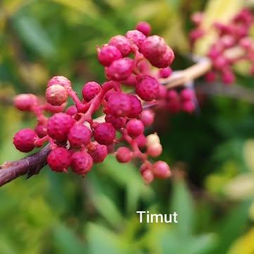 La Lignée Sauvage : L'Agrume Électrique 🌿⚡

Ne les appelez plus « poivres ».

Le Sichuan, le Sansho et le Timut ne sont pas des épices de comptoir. Ce sont des Rutacées. A Verlaine, ils partagent le même ADN, la même sève et la même lignée que mes agrumes d’exception. Ils sont les cousins sauvages, indomptés, de la grande famille des Rutacées.

L’armure du temps. 🦖
Ce tronc de 12 ans, avec ses épines massives de dinosaure, protège un secret que je suis le seul à vous livrer : la baie fraîche.

1 baie fraîche = 10 baies séchées.
Pourquoi travailler une matière inerte quand on peut saisir l'étincelle ? En frais, l'huile essentielle est encore fluide, non oxydée. Une seule baie suffit pour saturer une préparation de notes de pamplemousse et de fleurs que seule la sève peut porter.

Le défi de la Cryogénie. ❄️
Pour les brigades équipées d'azote liquide, ces baies ouvrent une dimension inédite. Cryogénisez-les dès réception pour figer le vivant :

 Vitrification instantanée : Bloquez les volatiles au cœur du péricarpe.

 Concassage cryo : Obtenez une poudre d'une finesse chirurgicale sans aucun échauffement.

 Le choc thermique : Libérez la puissance aromatique brute en une seconde au moment du service.

Je vous apporte la matière vivante, à vous de dompter sa puissance.

Le poivre est un souvenir. La baie fraîche est une rencontre. C'est comme passer de la photo noir et blanc à la 4K

#AgrumesBrumenil #Botanique #LaLignéeSauvage #Sichuan #Sansho #Timut #Rutaceae #ChefEtoile #CryoGastronomy #Vivant #Verlaine #ProduitDexception