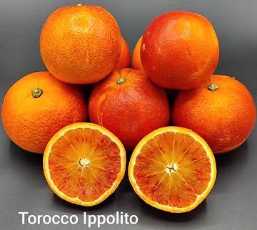 12.5° Brix : La signature qui ne ment pas. 🔬🍊

Le verdict de l'Atago est tombé pour ma Tarocco Ippolito : 12.5 % 

Ce chiffre n'est pas un hasard de la nature, c'est le résultat d'un protocole de Bio-harmonie poussé à l'extrême. Là où les vergers industriels subissent la dilution des sucres par les aléas climatiques, j'impose à mes arbres une anti-dilution par un contrôle manuel de l'arrosage.

L'Équilibre Absolu (Sucre/Acide) ⚖️
Pour un Chef ou un Pâtissier, 12.5° Brix représente le "point de bascule" idéal. C'est une concentration qui permet une sucrosité profonde tout en préservant une acidité structurante. Cet équilibre naturel offre une partition parfaite pour le dessert : une puissance aromatique telle qu'elle permet de réduire l'apport en sucres ajoutés pour laisser place au fruit pur.

Le Terroir de l'Intensité 🇧🇪
Cette pigmentation pourpre sombre (anthocyanes) n'est possible que grâce au stress thermique de notre terroir. Nos nuits glaciales forcent le fruit à se protéger en concentrant ses pigments et ses saveurs. C'est la force de notre climat domptée par la précision humaine.

Zéro Waste : L’écorce est une matière noble ♻️
À ce niveau de densité, l’écorce est un ingrédient à part entière. Gorgée d'huiles essentielles, elle doit être travaillée. Zestes, poudres, confits : chaque millimètre de ce fruit est une ressource pour une gastronomie d’excellence et responsable.

L’Agrumiculture 3.0 : Quand la donnée scientifique rencontre l’émotion gastronomique.

#AgrumesBrumenil #TaroccoIppolito #Brix125 #Atago #Agrumiculture30 #BioHarmonie #Verlaine #ChefEtoile #HautePatisserie #ZeroWaste #PrecisionBotanique