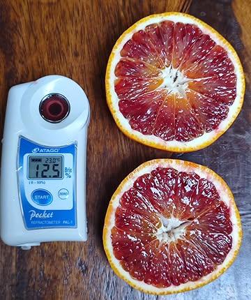 LE CHOC DES MONDES : L’INGÉNIERIE CONTRE L’INDUSTRIE 🍊💥

D’un côté, la Tarocco Ippolito de Belgique. De l’autre, une orange "bio" standard venue d’Espagne. Le contraste n'est pas seulement visuel, il est structurel.

📊 La science du goût (Le Brix) :
Notre Ippolito affiche fièrement 12,5 % Brix. L’espagnole plafonne à 7,5 %. Cet écart de 5 points marque la frontière nette entre une concentration aromatique extrême et la dilution par l’irrigation de masse. On ne vend pas de l'eau, on livre de la saveur brute.

🎨 La robe (Les Anthocyanes) :
Grâce au stress thermique contrôlé — nuits froides et journées lumineuses de Belgique — la pigmentation atteint ce pourpre noir abyssal, signature de l'Ippolito authentique. Face à elle, l'orange industrielle reste sur des marbrures roses très pâles, faute de caractère climatique.

🔪 Matière sèche pour Haute Gastronomie 
Le fruit est ici un outil technique. 

L'exception n'est pas une question de terroir lointain, c'est une affaire de précision technique. Je ne fais pas pousser des oranges, on les sculpte pour l’excellence des plus grandes tables.

#MichelinBelgium #GaultMillauBelux #GuideMichelin #BelgianGastronomy #ChefBelge #FineDiningBelgium #HauteCuisine #TerroirBelge #RestoBe #MichelinGuide #CitrusExpert #BrixControl #BelgianTerroir