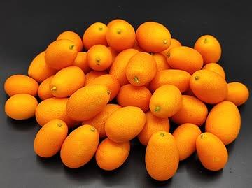 Kumquat Géant : Maturité Optimale.

La pleine saison est arrivée à Verlaine. Nos Kumquats Géants ont atteint leur calibre maximal et une maturité parfaite.

Un produit technique pour la haute gastronomie : écorce tendue, concentration aromatique élevée et équilibre idéal pour le confit. Cultivés sans aucun traitement post-récolte pour une utilisation intégrale du zeste.

Disponible pour les cuisines d'exception.

#AgrumesBrumenil #Kumquat #ChefEtoile #Belgique #ProduitBrut