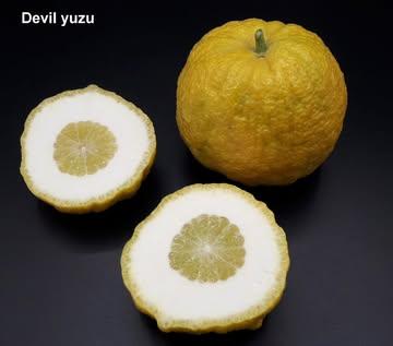 [YUZU DÉMON : L’ARCHÉOLOGIE VIVANTE EN BELGIQUE]

Un accident génétique protégé par l’Histoire.

Le Yuzu Démon n'aurait jamais dû exister dans notre monde moderne. Il est le fruit d'une "impasse évolutive" : une mutation naturelle de bourgeon, une modification génétique spontanée apparue il y a des siècles sur une seule branche, dans un jardin de l’époque de Nara (710-794).

L'Agrume de Civilisation
Parce qu’il ne peut survivre seul dans la nature, ce joyau aurait disparu en une génération sans l’intervention de l’homme. Ce sont des moines et des jardiniers d’élite qui, fascinés par sa "monstruosité magnifique", ont décidé de sauver cette branche unique par le greffage manuel.

Le Gardien des Temples
Génétiquement rattaché aux pomelos primitifs, le Yuzu Démon doit son nom à son écorce tourmentée, rappelant les masques protecteurs sculptés à l’entrée des temples japonais. Sous cette armure sauvage se cache un secret :

 La Noblesse du Wata : Un albédo (le blanc) d’une épaisseur royale, non fibreux, offrant une sensation "Puka-puka" — une légèreté aérienne, spongieuse, prête à absorber les saveurs.

 Le Parfum du Sacré : Une fragrance suave et apaisante, loin de l'acidité tranchante, autrefois utilisée pour parfumer les demeures impériales.

L'Inédit à votre Table
En réussissant à acclimater cette pièce d'archéologie vivante en Belgique, Agrumes Brumenil vous offre un privilège rare. En travaillant ce fruit, vous ne manipulez pas un ingrédient, vous cuisinez 1300 ans de civilisation et de persévérance humaine.

L’exceptionnel n’est pas un choix, c’est une mission.

#AgrumesBrumenil #YuzuDemon #ArcheologieVivante #RareCitrus #MichelinGuide #GuideMichelin #GaultMillau #Belgique #Monozukuri #Exclusivite #ChefSelection #FineDining #AgrumeDeCivilisation #Wata #HeritageJaponais