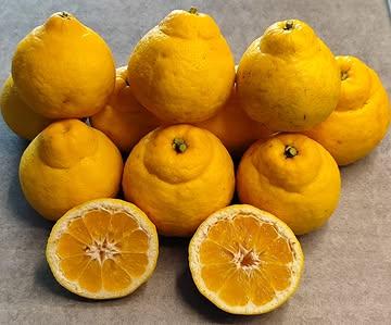 Jaune Austral – L'Exclusivité Mondiale en Belgique 🌍💎

 L’introuvable est ici.

 Jaune Austral est bien plus qu’un agrume rare ; c’est un fantôme botanique. Issu du croisement entre le pamplemousse Tanigawa et la mandarine Kishu, il a quasiment disparu, même au Japon.

 À ce jour, Agrumes Brumenil est le seul à le proposer en Europe.

 Pourquoi est-ce, pour moi, le second meilleur agrume au monde ? Parce qu’il offre une douceur extrême, une absence totale d'amertume et une texture d’une finesse que l’on ne rencontre qu’une fois dans une vie de gastronome. C'est une explosion de douceur pure qui ne se rencontre qu'une fois dans une vie de gastronome.

 La Performance du Brix : Atteindre un taux de 14,1% Brix sur une lignée issue du pomelo est une prouesse technique. Cette concentration de sucres naturels transforme chaque segment en un joyau de gastronomie.
 Cultiver ce trésor en Belgique , c'est l'essence de mon engagement : préserver et sublimer l'exceptionnel. Un privilège rare pour quelques tables qui cherchent l'inédit absolu. Actuellement à Liernu à L'Air Du Temps 

 #AgrumesBrumenil #Jaune Austral #ExclusivitéMondiale #RareCitrus #Monozukuri #Kodawari #Belgiquee #HauteGastronomie #ChefSelection #Botanique