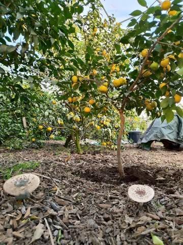 L'Excellence de A à Z : De la graine à l'assiette
On me demande souvent quel est le secret pour obtenir des agrumes qui bousculent les codes de la haute gastronomie. La réponse tient en trois lettres : Le contrôle de A à Z
🌱 La Genèse : Tout commence dans ma nurserie. Chaque semis est surveillé, chaque porte-greffe est sélectionné pour sa capacité à transmettre la quintessence du terroir. Le contrôle génétique et sanitaire commence ici. Je ne cherche ni la résistance au froid ni le porte greffe qui donnera du volume de récolte. Uniquement ceux qui donnent aux fruits des qualités d’exception
✂️ L’Art de la Greffe : Regardez ce Jaune Austral d'un an seulement. Il porte déjà la promesse de sa puissance aromatique. À ce stade, je façonne l'arbre pour qu'il devienne l'outil de précision dont les chefs ont besoin.
🍋 L’Aboutissement : Arriver à un arbre chargé de fruits d'une pureté absolue est le résultat d'une surveillance régularité et une intensité qui feront vibrer une assiette.
Parce que pour offrir l’exceptionnel, il faut avoir les mains dans la terre et l'œil sur chaque détail. On ne triche pas avec la nature.
Agrumes Brumenil : Maîtrise botanique, signature gastronomique.
. . .
#AgrumesBrumenil #HauteGastronomie #Botanique #DeLaGraineALAssiette #ChefEtolie #TerroirBelge #Expertise #CitrusLover #JauneAustral #Verlaine #ProduitDexception