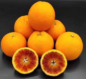 La Tarocco Sciara : 
La culture des oranges sanguines est un exercice d'équilibriste en Belgique
Après les avoir toutes cultivées, seule la Tarocco donne un résultat proche de la perfection car elle offre cet équilibre parfait entre acidité noble et sucres complexes.
Afin de couvrir une saisonnalité étendue et des produits aromatiques distincts je cultive quatre variétés de Tarocco 
•	Tarocco Jaune, la hâtive : Pour la subtilité et la douceur de son grain.
•	Tarocco Ippolito & Lempso : Pour la puissance de la pigmentation et la typicité sanguine.
•	Tarocco Tardive Sciara : Le sommet de la saison.
Je l’ai choisie pour la similitude de climat , originaire des coteaux volcaniques de l'Etna. Son nom même évoque la "Sciara", ces coulées de lave refroidies où elle puise une force minérale unique. Pour que les anthocyanes — ces pigments qui donnent à la chair sa couleur rubis et ses propriétés antioxydantes — s'expriment, l'arbre a besoin d'un choc thermique. Il lui faut des nuits hyper froides suivies de journées lumineuses. C’est précisément ce stress thermique, proche des conditions siciliennes d'altitude, qui force la plante à synthétiser son pigment rouge.
L'Analyse Technique : 
Le verdict du réfractomètre est tombé hier pour la Sciara : 12,3° Brix.
C'est un score remarquable pour une orange cultivée sous nos latitudes. Ce taux de sucre n'est pas seulement une garantie de douceur ; c'est l'indicateur d'une densité de saveurs capable de soutenir les notes de framboise et de cerise typiques de la Sciara. À 12,3° Brix, on quitte le monde du fruit de bouche standard pour entrer dans celui de la haute gastronomie, là où le fruit se suffit à lui-même.
#MichelinGuide #MichelinStar #EtoileVerte #GreenStar #GaultMillau #GaultMillauBelgium #ChefLife #FineDining #Gastronomy #HauteGastronomie #AgrumesBrumenil #MadeInBelgium #BelgianChef #FarmToTable #ChefSelection #BotanicalExcellence
