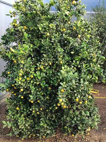 🌟 Quand l'archipel d'Okinawa s'invite à un fastueux mariage indien... 🌟
La nature célèbre parfois des unions d'exception. Aujourd'hui, focus sur un mariage botanique hors norme : l'alliance entre le Shikuwasa japonais et la Lime Rangpur, originaire des confins de l'Inde. Une célébration digne des plus grands mariages indiens, d'une richesse et d'une générosité folle, qui donne naissance à un fruit aux deux visages.
Il a la taille modeste d'un Shikuwasa, mais cache une double personnalité aromatique fascinante selon son stade de récolte :
🟢 Le stade Vert : L'électrochoc Une concentration en sucre impressionnante mesurée à 13° Brix, percutée par une acidité franche, droite et tranchante. Un profil redoutable pour réveiller une marinade ou un tartare de Saint-Pierre.
🟠 À pleine maturité : La douceur absolue Le fruit évolue, son taux de sucre se stabilise à 12,9° Brix. La sensation d'acidité disparaît totalement pour laisser place à une douceur remarquable. Le point d'équilibre sucre/acide est parfait. C'est tout simplement délicieux à déguster tel quel.
🌳 Côté culture : Une célébration permanente C'est un véritable agrume "4 saisons". S'il est maintenu à l'abri du gel, cet arbre prolonge la fête en produisant des fleurs parfumées et des fruits en continu tout au long de l'année.
L'excellence botanique au service de la haute gastronomie. 🌿🍋
#AgrumesBrumenil #AgrumesDException #Shikuwasa #LimeRangpur #GastronomieBelge #ChefBelge #GuideMichelin #MichelinBelgique #EtoileVerte #GaultEtMillau #GaultMillauBelgique #HauteGastronomie #ChefEtoile #Botanique #AgrumesRares #Verlaine