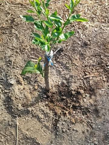 [YUKOU : LE RESCAPÉ DES GRANDS FROIDS]
Un miracle botanique sauvé des glaces.
Le Yukou est un hybride naturel entre le Yuzu et le Pomelo. 
Les Japonais disent qu'il a le "poids d'un citron mais l'âme d'une orange".
Le Yukou n’est pas seulement rare, c’est un miraculé. En 1963, un gel historique et dévastateur a frappé la région de Nagasaki, sa terre d'origine. Cette nuit-là, le Yukou a failli s'éteindre à jamais, rayé de la carte de la biodiversité mondiale.
Travailler le Yukou, c'est toucher à l'exceptionnel.
•	La Signature : Un équilibre parfait entre la rondeur du pomelo et la finesse du yuzu.
•	L’Alchimie : Une marmelade de Yukou est une expérience transcendante, où l'amertume disparaît pour laisser place à une gelée d'or aux notes de miel et de fleurs blanches
Cuisiner le Yukou, c’est honorer un survivant de l’Histoire.
#AgrumesBrumenil #Yukou #RareCitrus #NagasakiHeritage #SlowFood #ArcheDuGout #MichelinGuide #GaultMillau #Botanique #Exclusivite #Belgique #ChefSelection