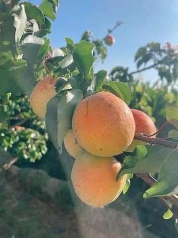 Bio fruit recht van boerderij tot bij ons ken je grondstoffen #ambacht #flavor #pure #bio #fruitdessert
