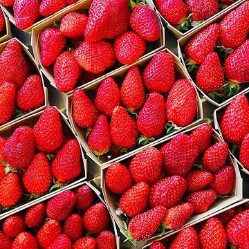 🌞🍓 Elles sont rouges, elles sont juteuses, et elles annoncent (enfin) le retour du printemps ! 🌸
Ca y est, les gariguettes de pleine terre sont là ! 🌞🍓
On vous prévient : une fois que vous y aurez goûté, impossible de leur résister… (On a essayé, on n’a pas réussi 😏).

👉 Venez faire le plein de bonne humeur et de fraîcheur sur nos étals !

#GariguettesAddict #FruitsDeSaison 
__

🍓🌞 Ze zijn rood, ze zijn sappig, en ze kondigen (eindelijk) de komst van de lente aan! 🌸

Daar zijn ze dan: de vollegronds gariguettes! 🌞🍓
We waarschuwen je: één hap en je bent verkocht… (We hebben het geprobeerd te weerstaan, maar zonder succes 😏).

👉 Kom langs en vul je mandje met goed humeur en verse lekkernijen!

#GariguettesVerslaving #SeizoensFruit