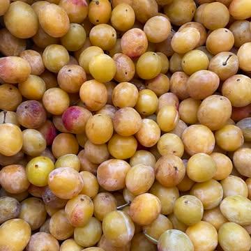 Couleurs d’été, saveurs d’automne : c’est la saison des prunes 💛💜. Vite, avant qu’elles disparaissent !
_
Zomerkleuren, herfstsmaken: het is pruimenseizoen 💛💜. Snel, voordat ze verdwenen zijn!

#Prunes #FruitsDeSaison #PrimeurBruxelles #FournisseurRestaurant #ChefsDeBruxelles #SaveursDeSaison