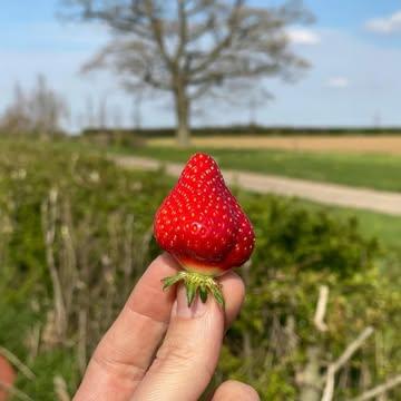 Ca y est ! Les fraises 🍓🍓 du @domainelafalize  à Rhisnes sont de retour avec les premières vraies semaines de saison.

BIO, Cultivées en pleine terre, récoltées à maturité et rouges jusqu’au cœur.

Selon la météo et les récoltes, les quantités changent chaque semaine.

__🍓🍓__
De aardbeien van @domainelafalize  uit Rhisnes zijn terug, met de eerste échte weken van het seizoen.

Vollegrond, rijp geoogst en rood tot in het hart.

Afhankelijk van het weer en de oogst veranderen de hoeveelheden van week tot week.
