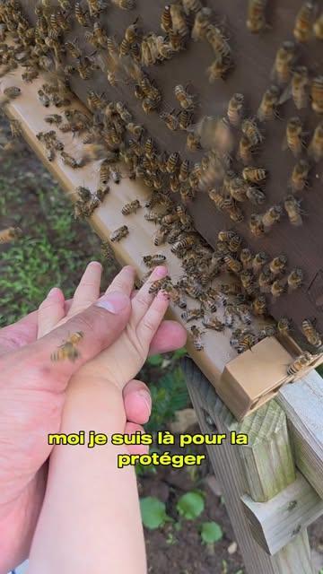 Elle n’a que deux ans.

Et déjà, elle sait ce que beaucoup ont oublié :
écouter, observer, faire confiance.
Entourée de milliers d’abeilles, elle reste calme, présente.
Moi, je suis là pour la protéger.
Mais parfois, j’ai l’impression que c’est elle… qui me protège de mes propres peurs. 🌿🐝

Et vous… seriez-vous capable d’être à sa place ?

#ÉducationNaturelle #LienParentEnfant #MomentsVrais
#Abeilles #Apiculture #Nature #Bourdonnement
#RespectDuVivant #Rucher #VivreAvecLesAbeilles