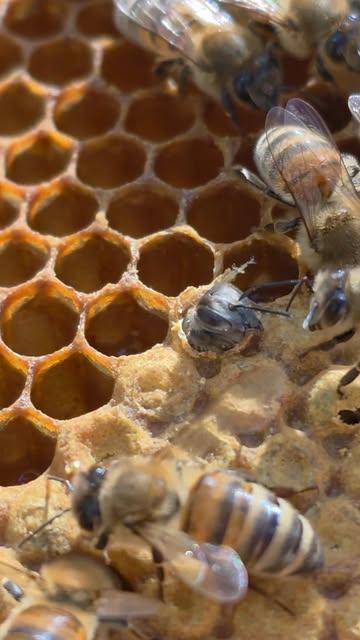 Bienvenue au monde petite abeille 🐝

#naissance #abeilles #apiculteur #biodiversité #nature