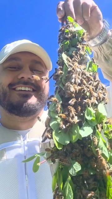 1er essaim de l'année 🐝

#apiculture #abeilles #biodiversité #nature