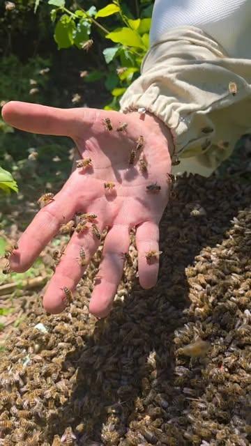 40 000 abeilles. Une main nue. Et une confiance absolue.
Un essaim sauvage récupéré au cœur des habitations et la preuve que quand on les connaît vraiment, les abeilles ne sont pas des ennemies.

Et vous ? Avez-vous peur des zabeilles ? 🐝

#abeilles #essaim #mainnue #apicultureurbaine #bruxelles
