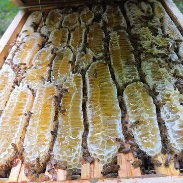Quand la ruche parle d'elle-même. 🍯

Des cadres gorgés de miel frais, des abeilles au travail, une harmonie qui se construit cadre après cadre. C'est ça, Bruxelles en mai.

#beesapibxl #mielbxl #apicultureurbaine #honeyframes #ruche