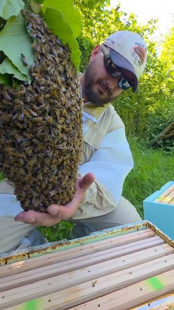 Just love 🐝
#apiculture  #abeilles #essaim #nature