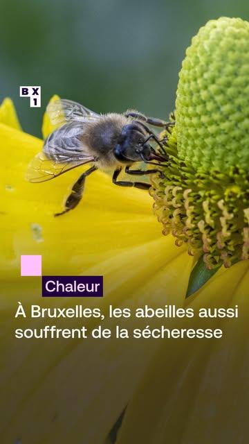 À peine rafraîchie par les quelques averses d’hier, Bruxelles s’apprête déjà à connaître un nouvel épisode de fortes chaleurs. Jusqu’à 34 degrés sont annoncés mercredi. Une situation qui n’épargne pas les abeilles, particulièrement fragilisées par la sécheresse.

Dans ses ruches bruxelloises, Neset Kutlu constate les effets de ces conditions extrêmes. Les abeilles peinent à trouver les ressources indispensables au développement des colonies : des points d’eau pour se rafraîchir et du pollen pour se nourrir.

Conséquence : certaines reines ont stoppé leur ponte, ce qui ralentit fortement le renouvellement des colonies. Une situation inquiétante pour la suite. “Elles ne vont peut-être pas voir la saison prochaine, mourir durant l’hiver par manque de ressources“, craint l’apiculteur.