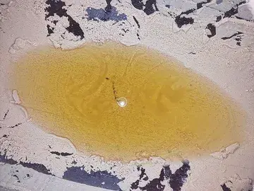 Cœur de poire №1 🍐💚

#poire #perry #cider #belgium #craft #cidrerie #condroz