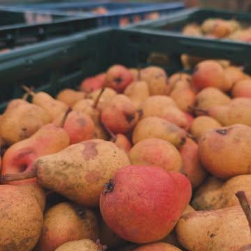 🍁 🪐
Perry Time...