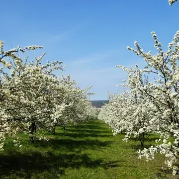 🌸🌳Probablement le plus beau moment pour visiter la Cidrerie...

Rendez-nous visite les samedi 18 et dimanche 19 avril à 11h pour découvrir nos vergers en fleurs et visiter notre cidrerie. 
Les places sont limitées : sur réservation uniquement via la billetterie ci-dessous.

🎫 https://www.billetweb.fr/vergers-en-fleurs-a-la-cidrerie-du-condroz