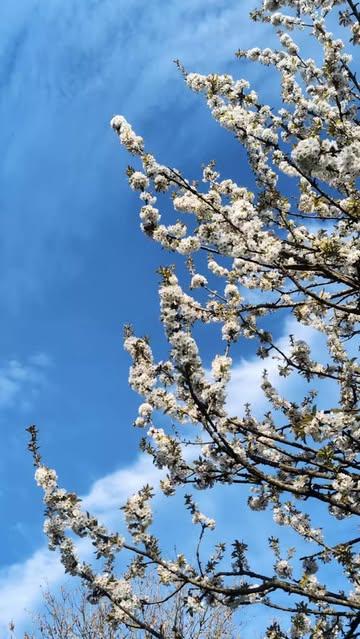 Le cidre commence ici... 🌿

Une nature qui explose, et tout un monde qui se met au travail🐝

Un spectacle enchanteur dont nous ne pouvons être que les humbles spectateurs. 

Laisser faire, et savourer dans un an et demi. 🍾