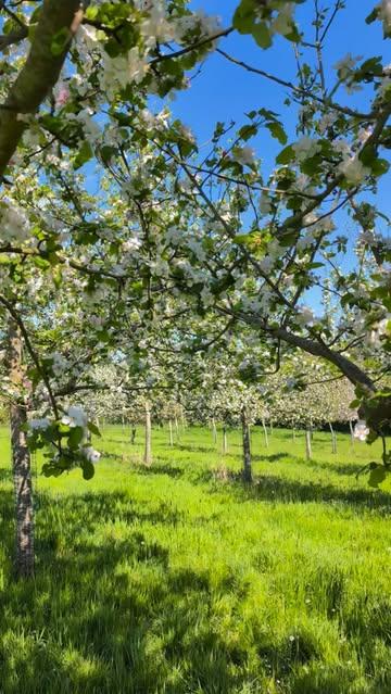 "Nous croyons fermement que replanter des vergers hautes-tiges et récolter des fruits sans aucun intrant chimique favorise la biodiversité. Le cidre ce n'est pas qu'une bouteille, c'est un écosystème naturel riche, résilient et respectueux. C'est une culture douce, spectatrice de la nature et du temps."

L'alcool nuit à la santé.