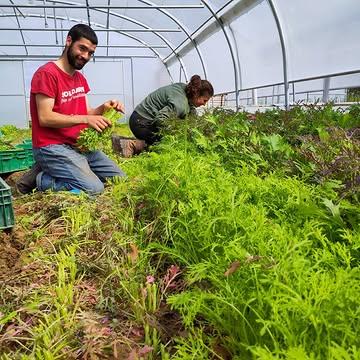 Hopla, volle bak oogsten voor onze groentepakketten. 
Morgen worden er weer een heleboel bakken gevuld met een mooie mix van lokale biodynamische seizoensgroenten. 
Wij gaan voor diversiteit en kwaliteit. Een goed gevuld groentepakket voor een hele week gezonde groenten. We hebben ze in groot en klein, maar ook fruit of gemengd.
Ook eens proberen? 
👉 Check onze website om te kijken waar onze afhaalpunten zijn.
🔥 Profiteer van 5% korting bij een proefpakket van 4 weken.
Alle info en bestellen: https://www.kollebloem.be/bio-groentepakketten