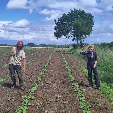 👩‍🌾👨‍🌾 Manuel en stagiair Rissa schoffelen de pompoenen op biodynamische boerderij De Kollebloem in Sint-Lievens-Esse. 
De pompoenen zijn heel goed opgekomen dit jaar. De hele boerderij ligt er strak bij. Overal wordt geplant, gezaaid, gewied en geoogst. En dat is nodig, want onze groentepakketten en hoevewinkel worden wekelijks voorzien van de lekkerste en kraakverse biodynamische groenten en kruiden.
🥕 Wil je ook dagvers geoogste groenten in een divers BIO pakket?
Bestel je proefpakket en haal af op 1 van onze 25 afhaalpunten in de regio Aalst,  Ninove, Denderleeuw, Geraardsbergen, Zottegem, Merelbeke, Gent, Oostakker.
👉 Info en bestellen via: https://www.kollebloem.be/bio-groentepakketten
🤩 5% korting op een proefpakket van 4 weken